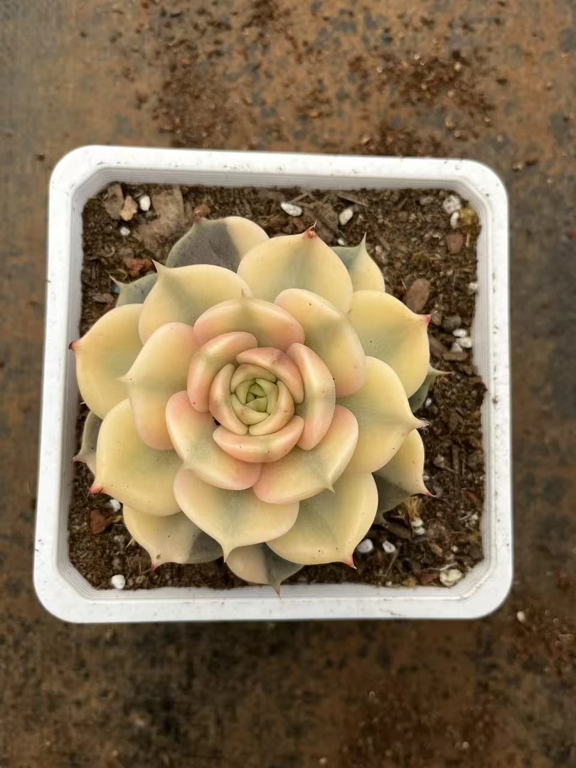 贝加尔湖覆轮锦12CM以上大尺寸基地直发自然锦高品质多肉盆栽植物