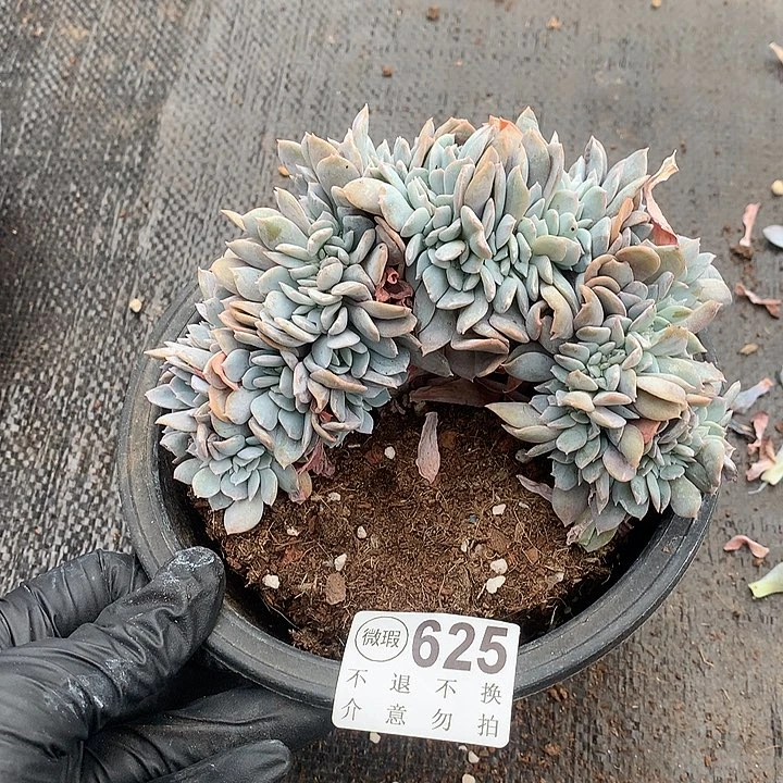 白茶缀化 默认微瑕
