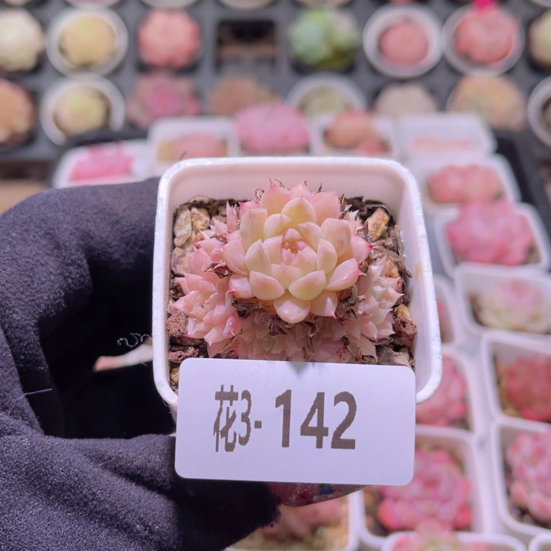 花利美3-142海王群