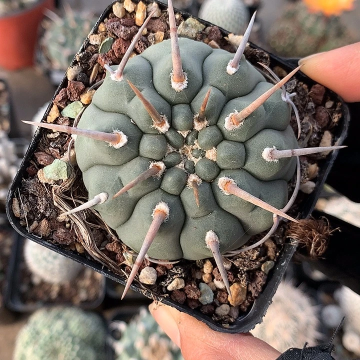 490 实生一本刺5.6厘米