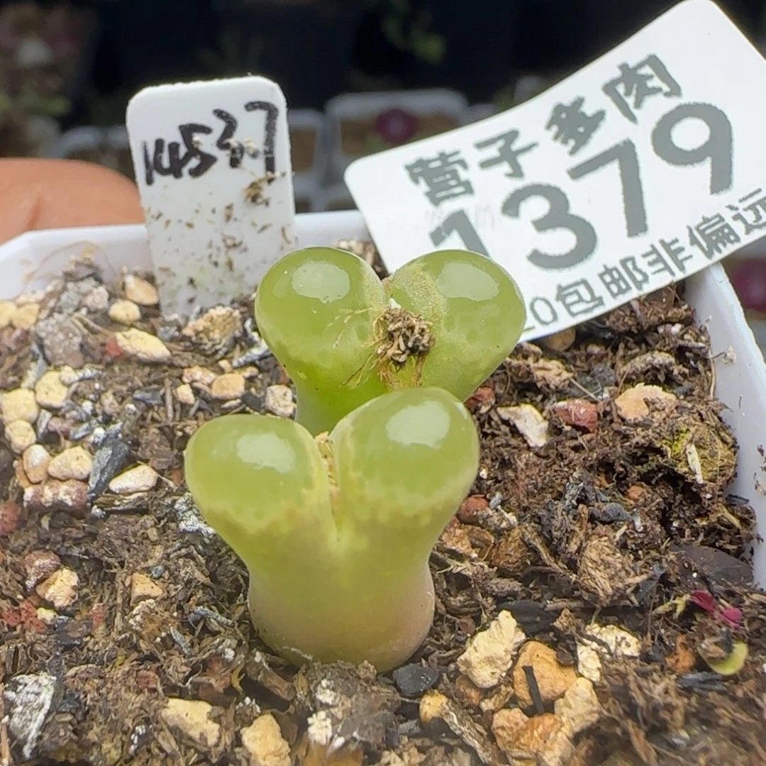 带盆土。   1453.7