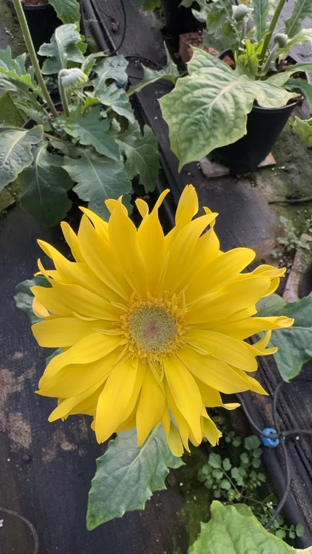 【骄阳】一加仑非洲菊盆栽成品扶郎花带花花苞阳台楼顶花园好养