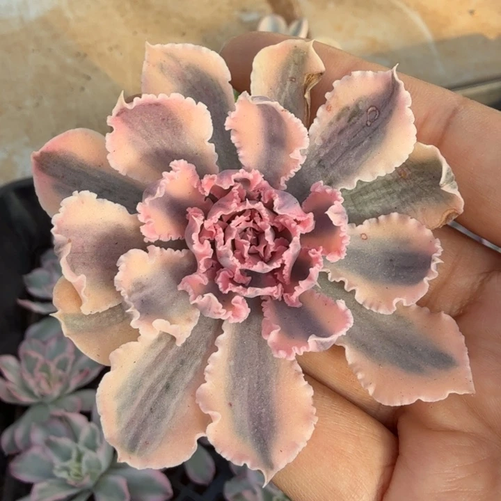 晚霞之舞锦 主头刚发根