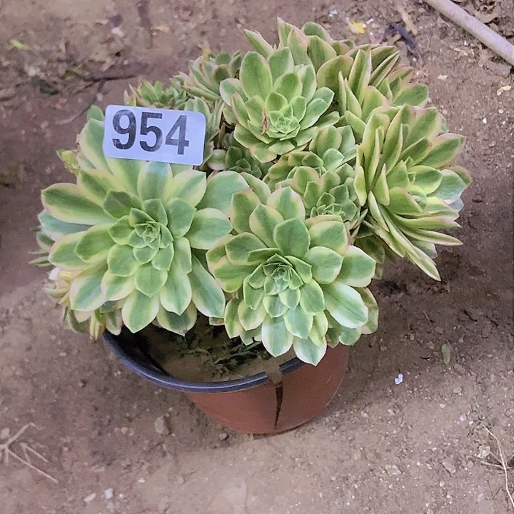 954颜宁老庄朵朵缀化老