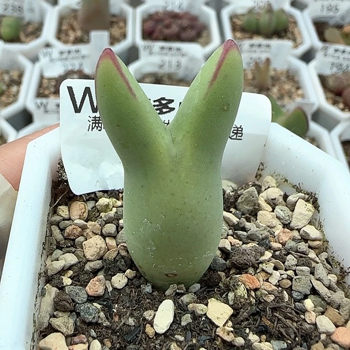 w183。   皮卡丘。     