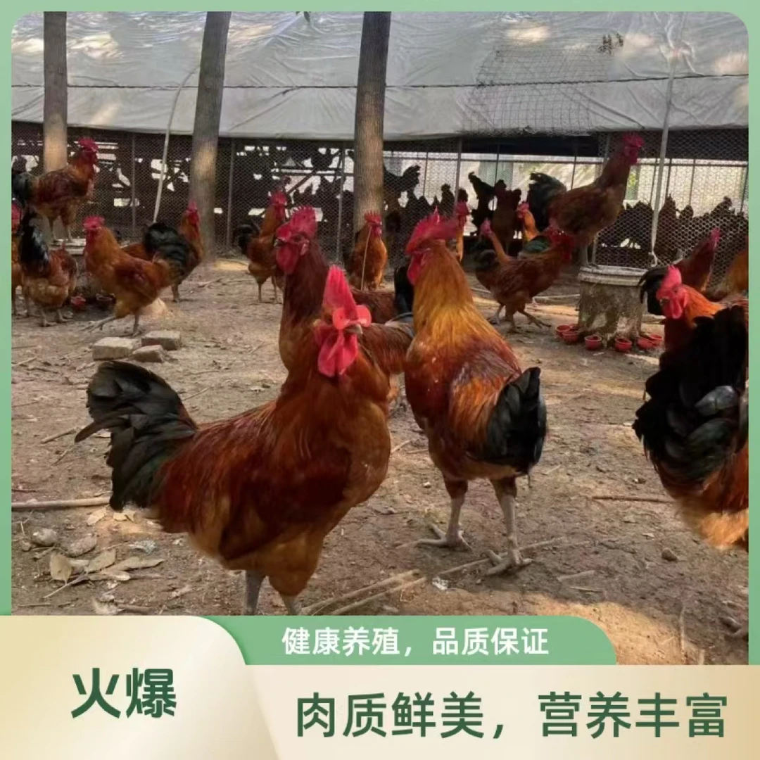 红瑶土鸡！林下散养溜达鸡！1公1母（7-8）斤！肉质高！高产量！宠物鸡