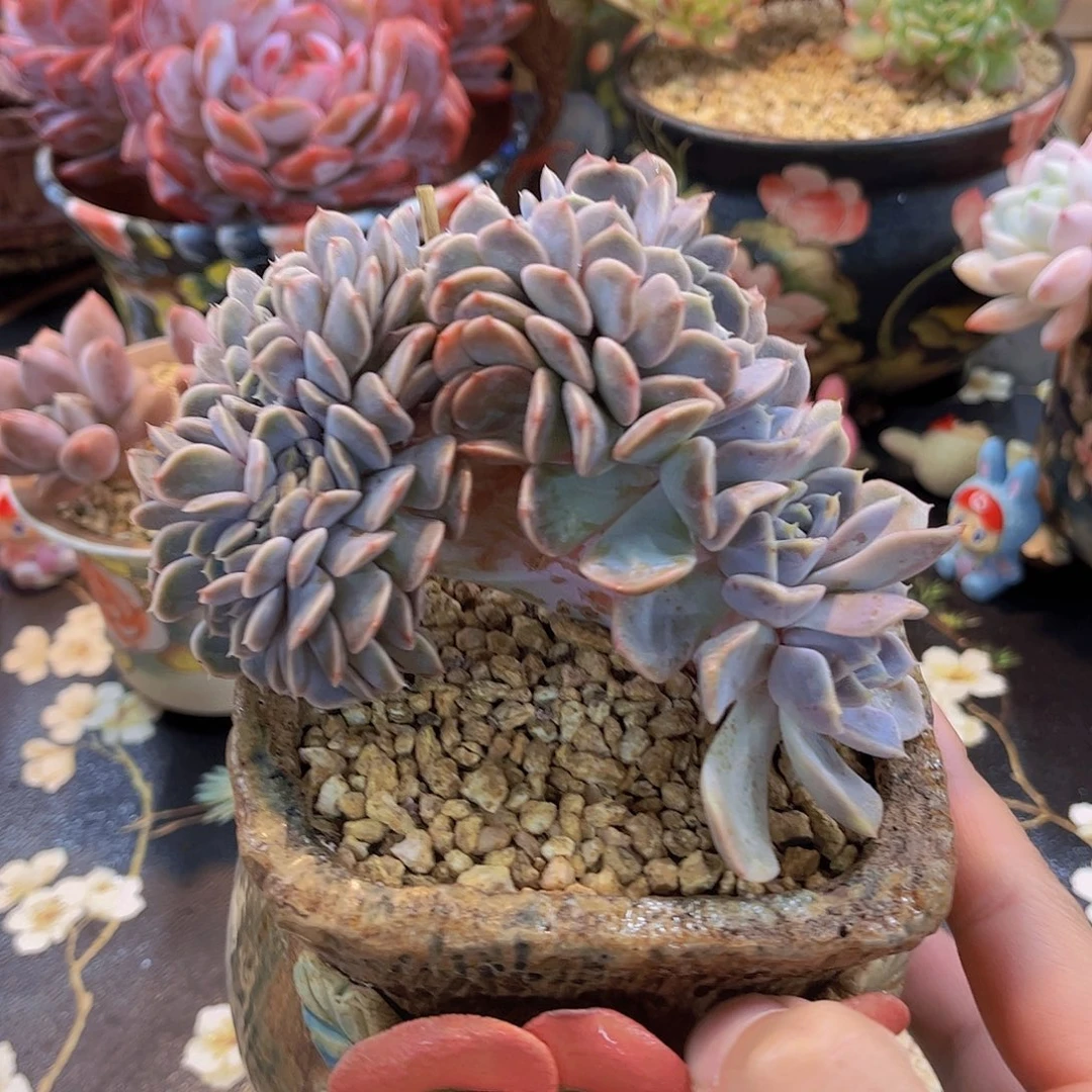 韩版汉堡龙头小树缀