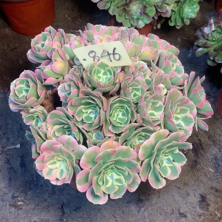 846粉水晶多肉一物一拍