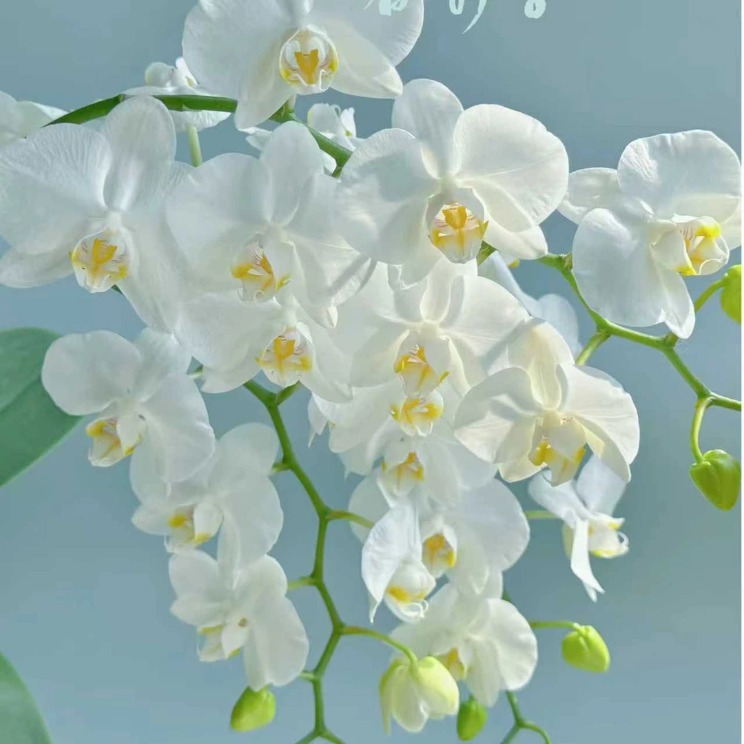 蝴蝶兰阿玛 3.0寸带花带花苞