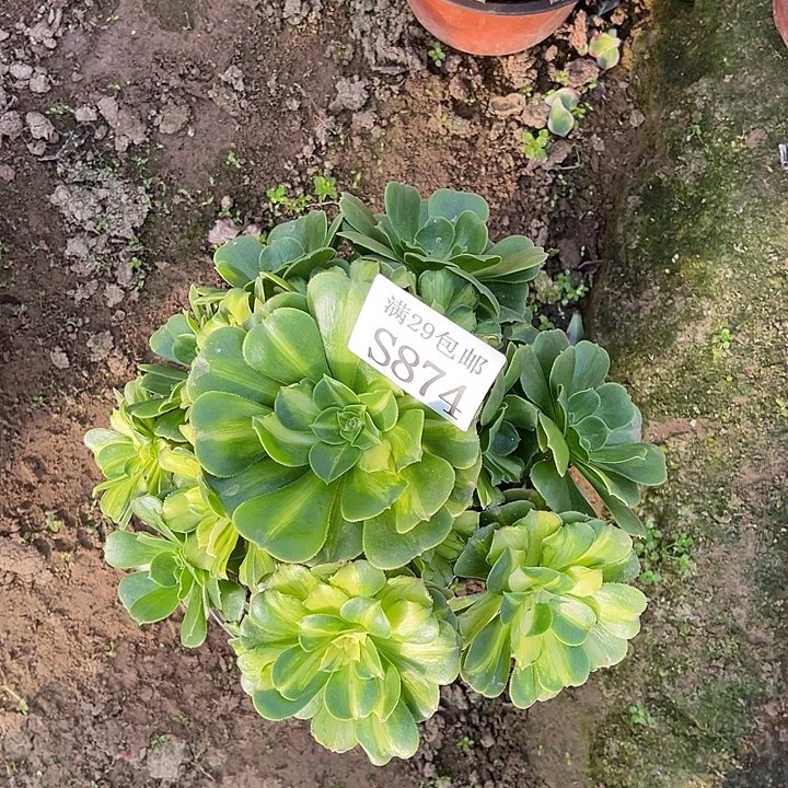 874五彩琉璃多肉植物