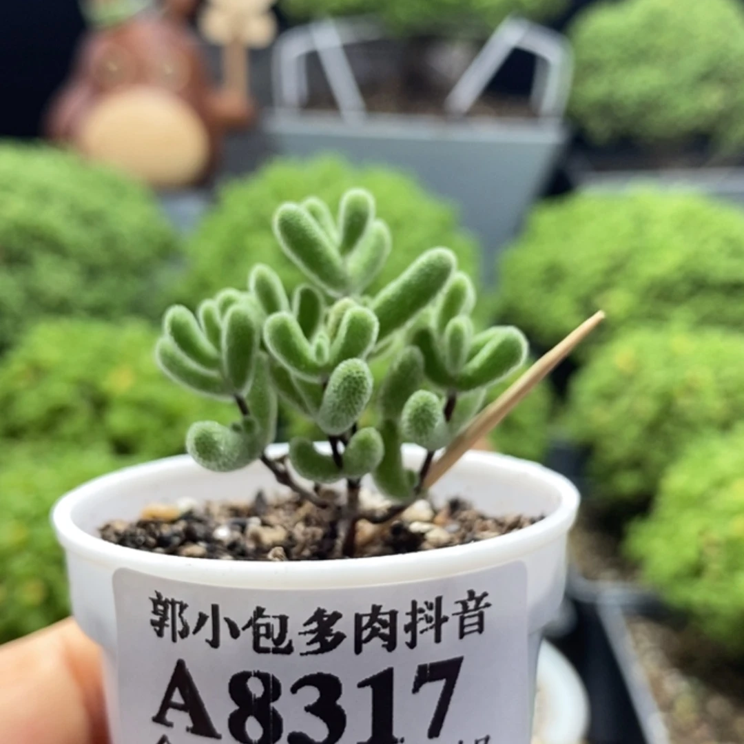 实生小星星8317枝干