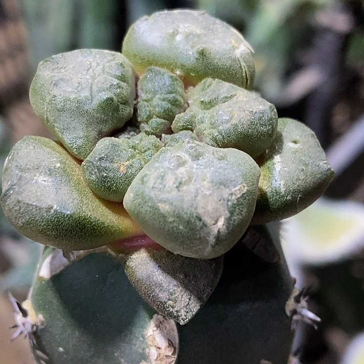 无花朵福利绣普蛋尤连山牡丹868