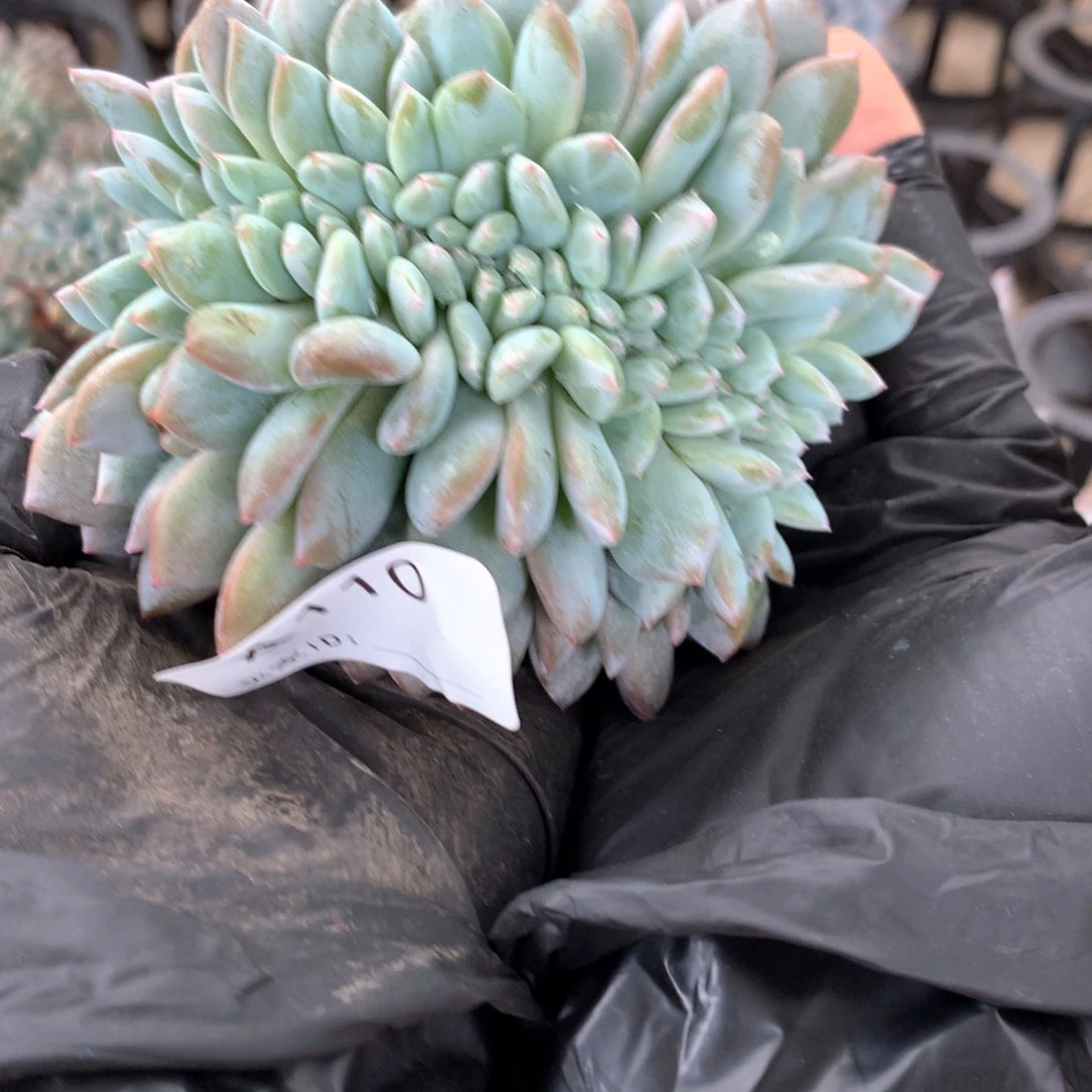 ·****A110 售后范围：签收起7天内 不拍冷链不售后