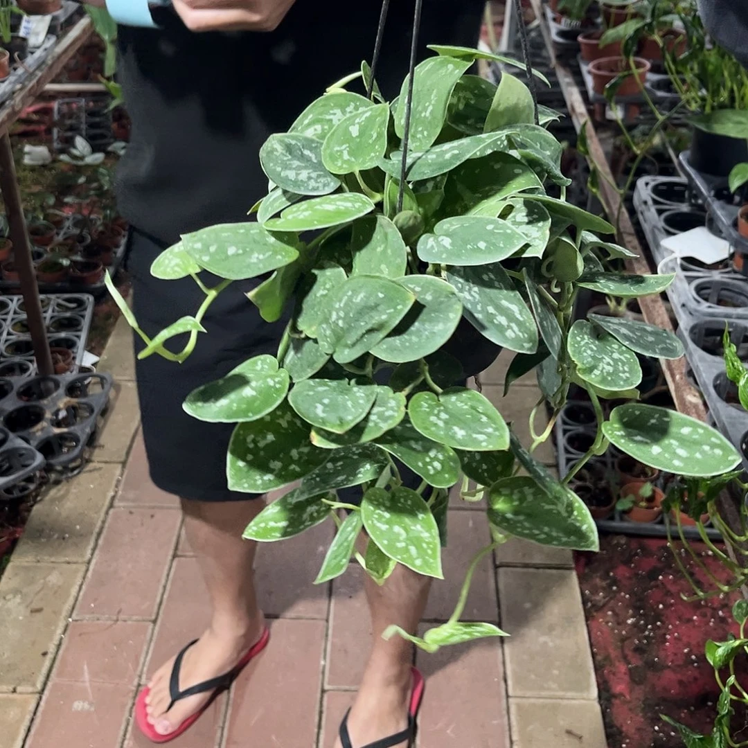 完全开放005小叶银斑葛