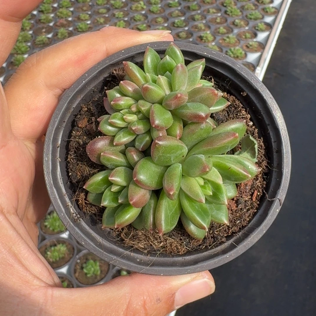 柏拉图 群生 一物一拍