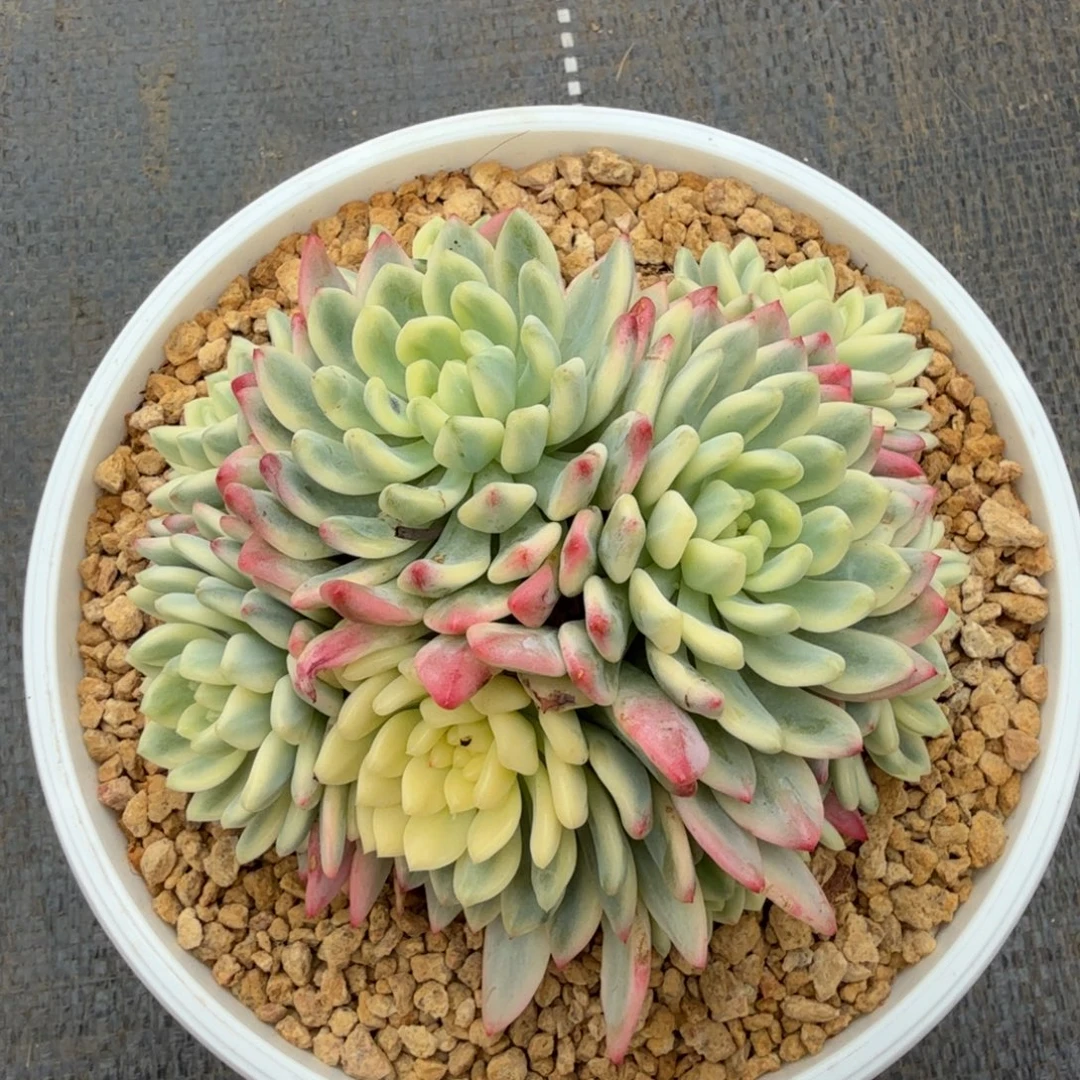 蓝苹果锦锦上园艺一物一拍