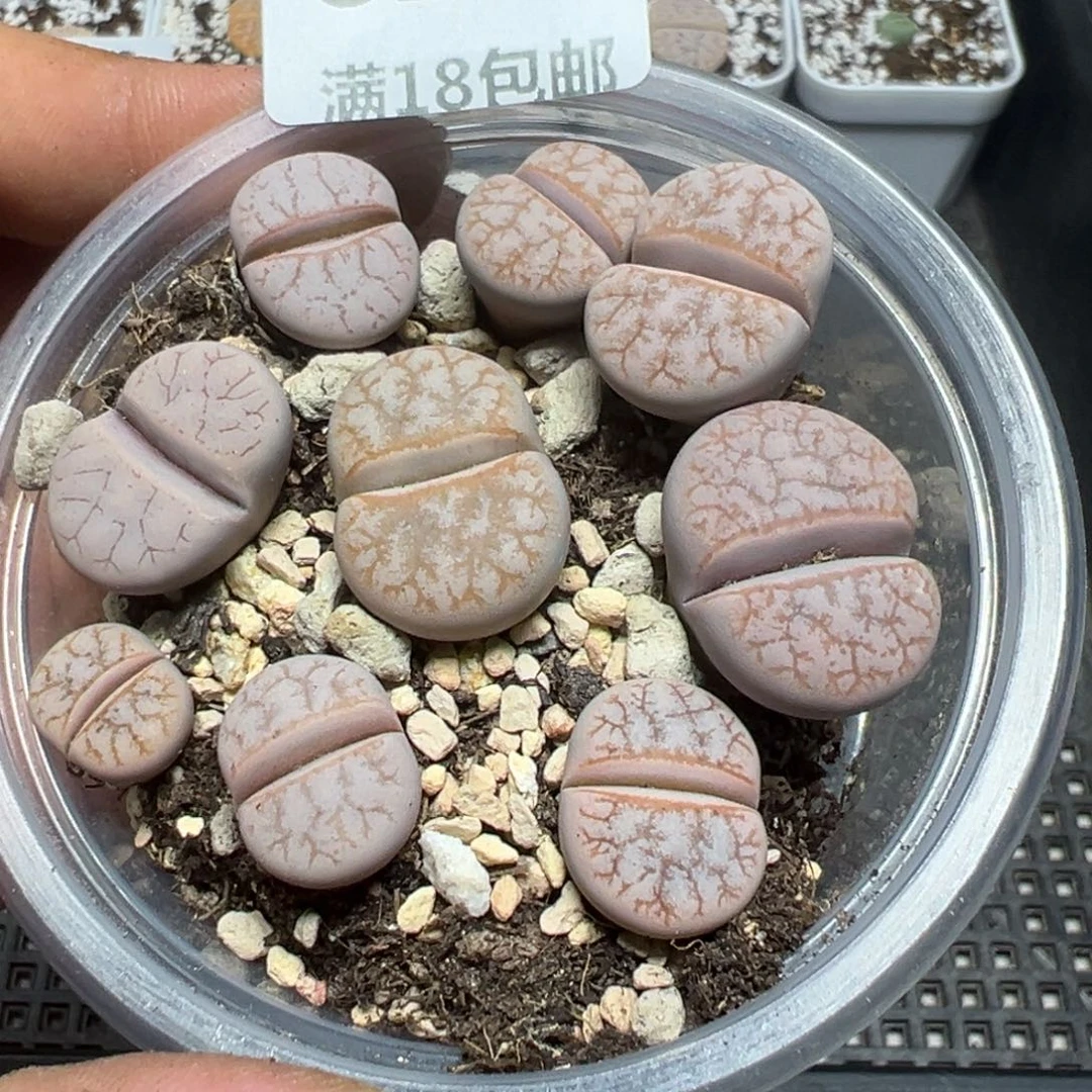 【闪购商品】 814。