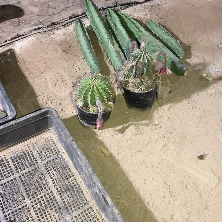 袖蒲侧芽拍一发七。20公分高