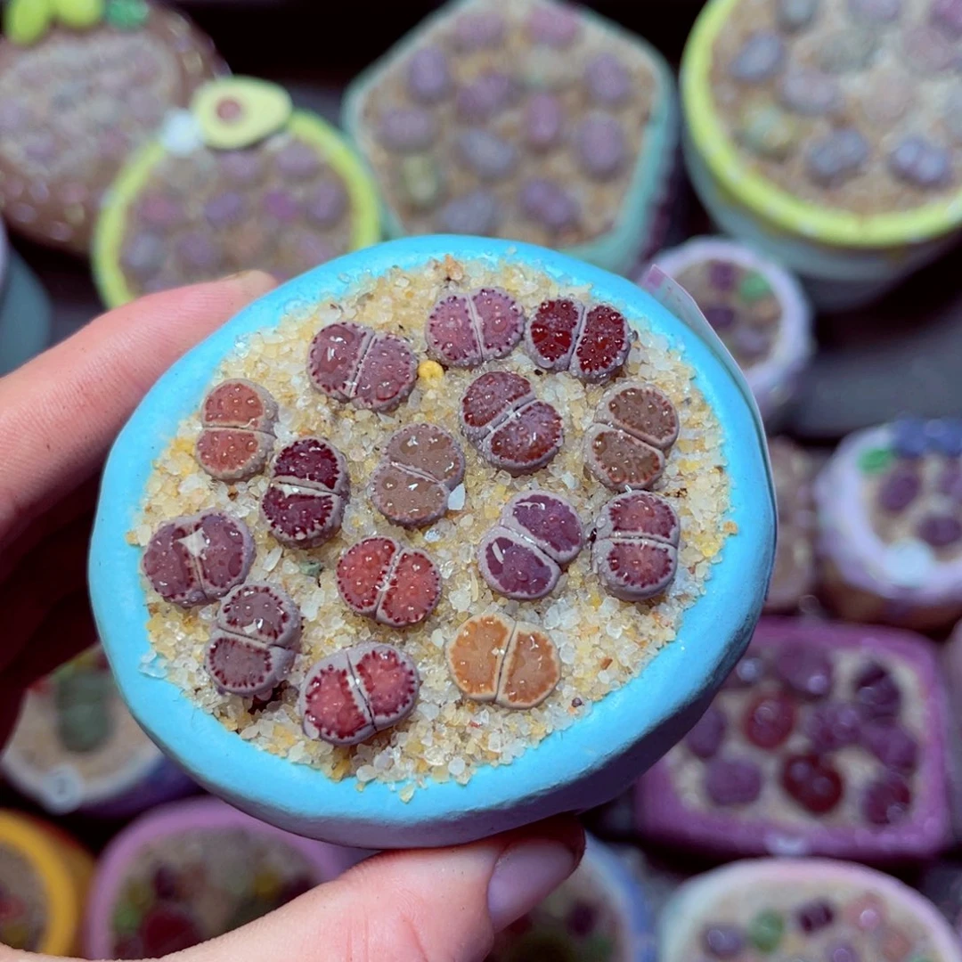 201生石花带盆发1