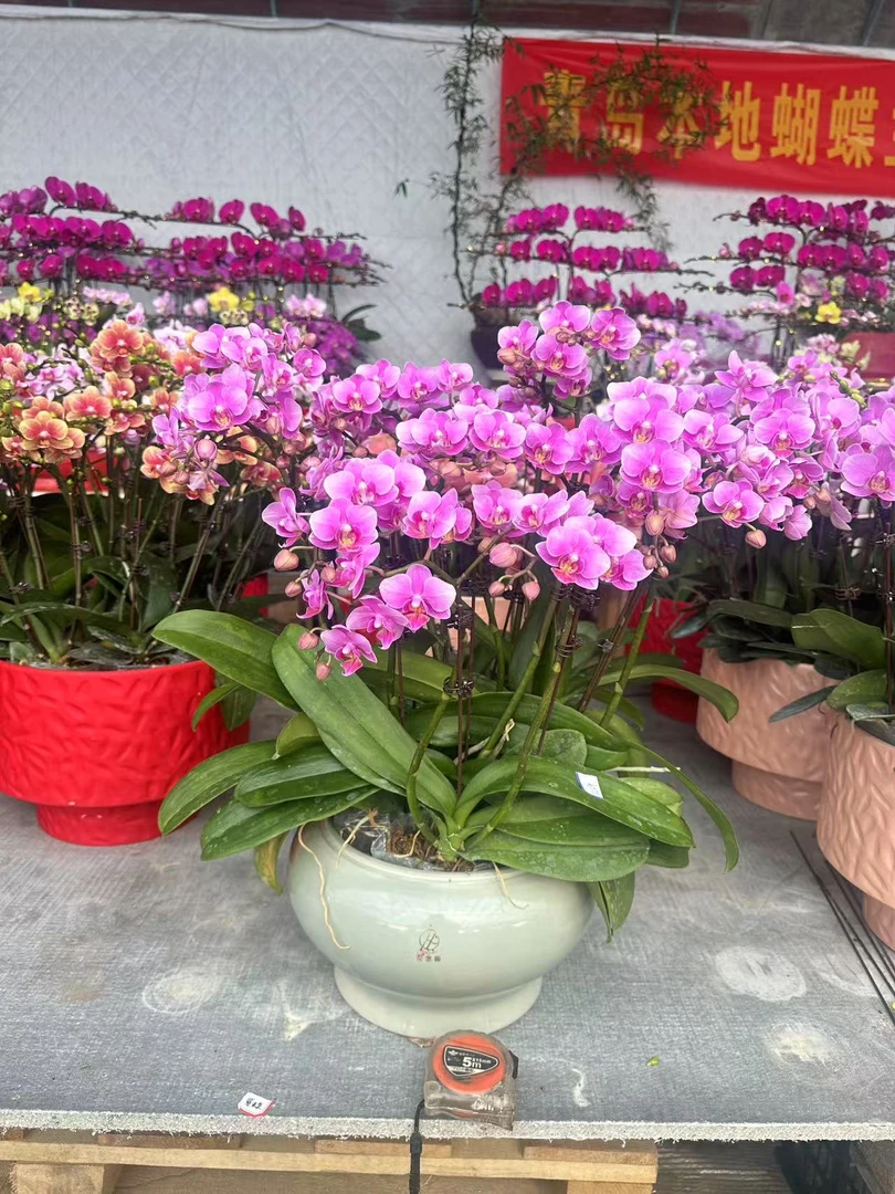 花开富贵蝴蝶兰盆栽盆景带花剑四季开花