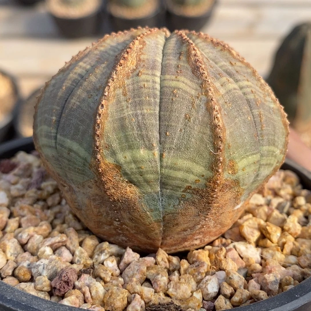 31 欧系实生布纹球多肉植物