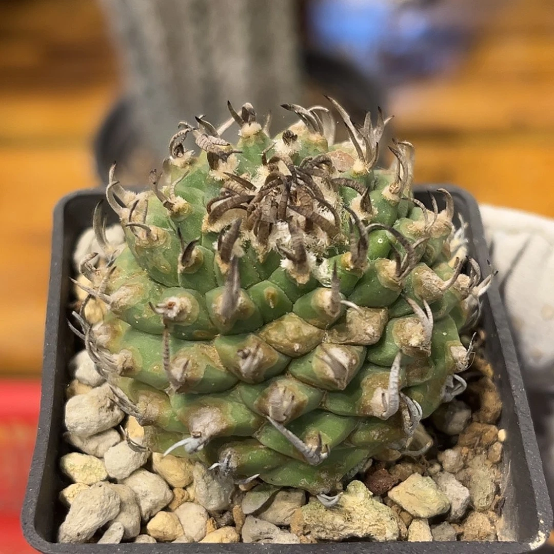 潮流植物 矫丽 精品