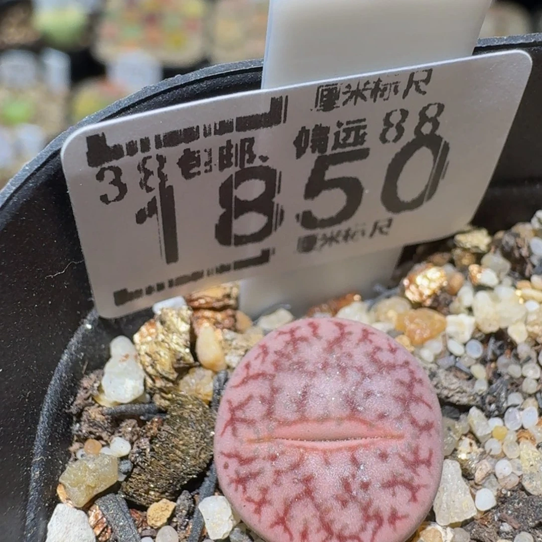 Ssss精品生石花1850