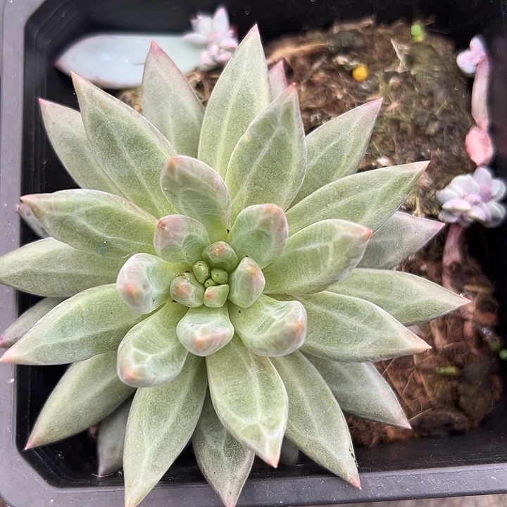 虞美人单头一物一拍