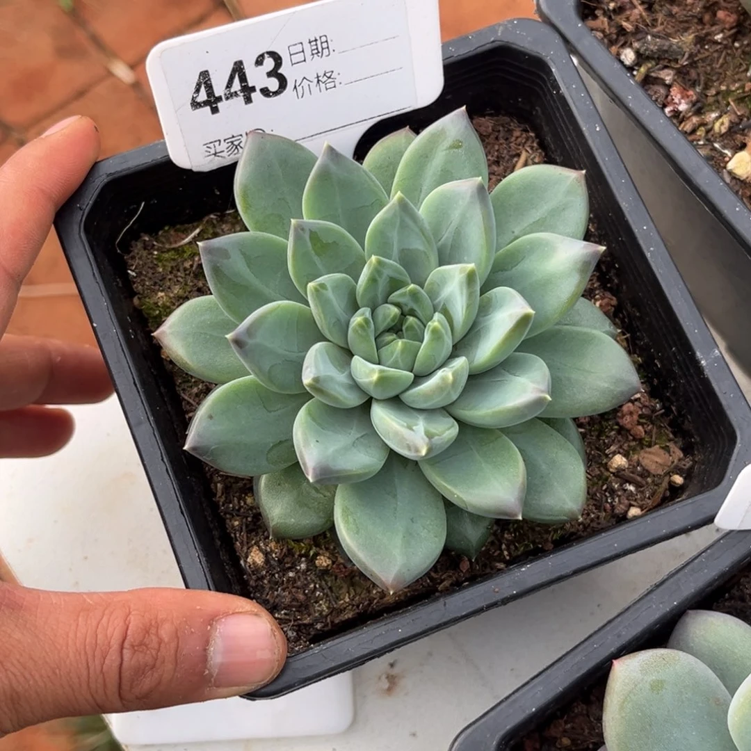 美人系多肉植物443