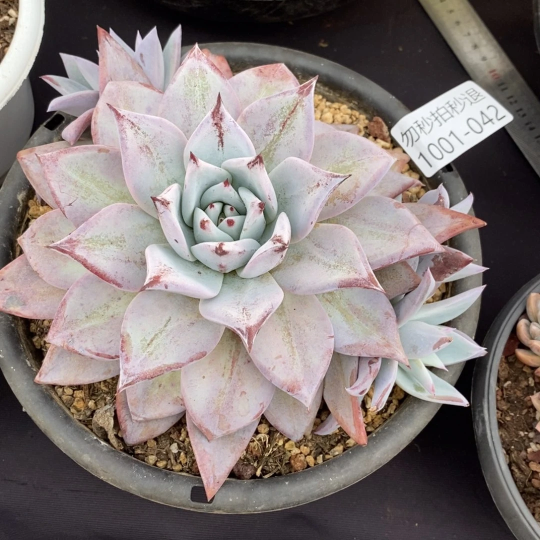 寔****德两单包邮101-42祖母绿