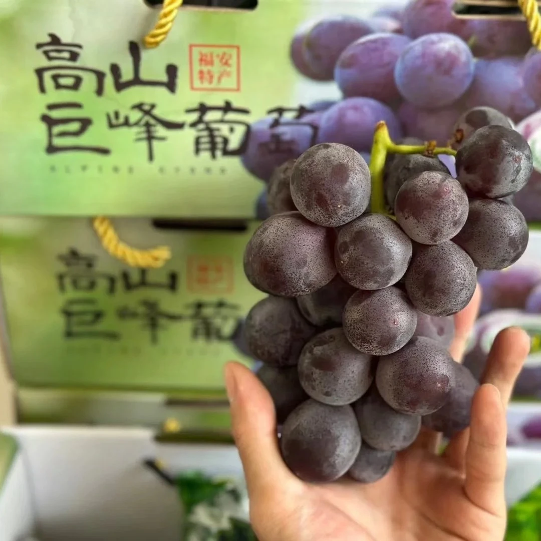 高山巨峰葡萄/糖三丈巨峰葡萄/纯甜巨峰3斤礼盒装云南省