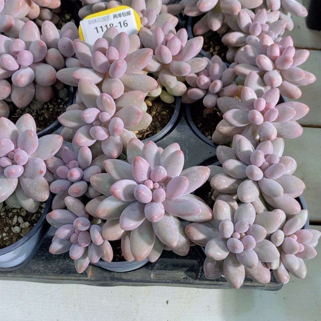 1118-16-精品母本老桩汤圆群一个