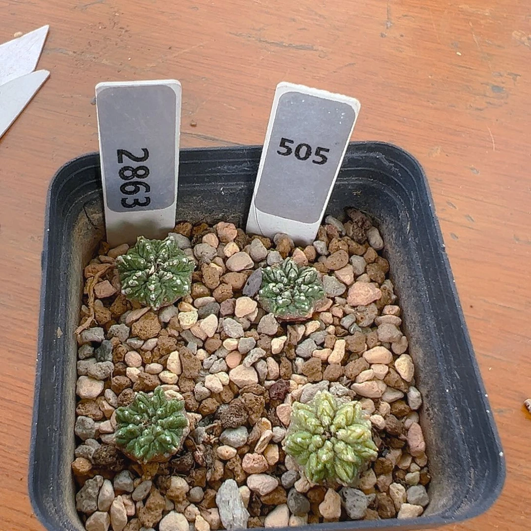 505老花笼实生裸根发货