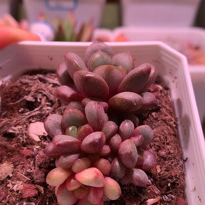葡萄锦锦锦锦锦锦