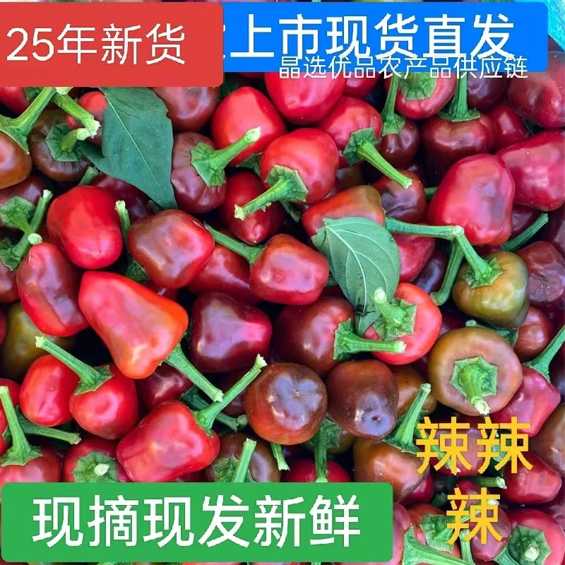 25年新鲜灯笼椒新鲜小米辣泡椒魔鬼辣草莓椒蔬菜珠子椒新鲜一整箱