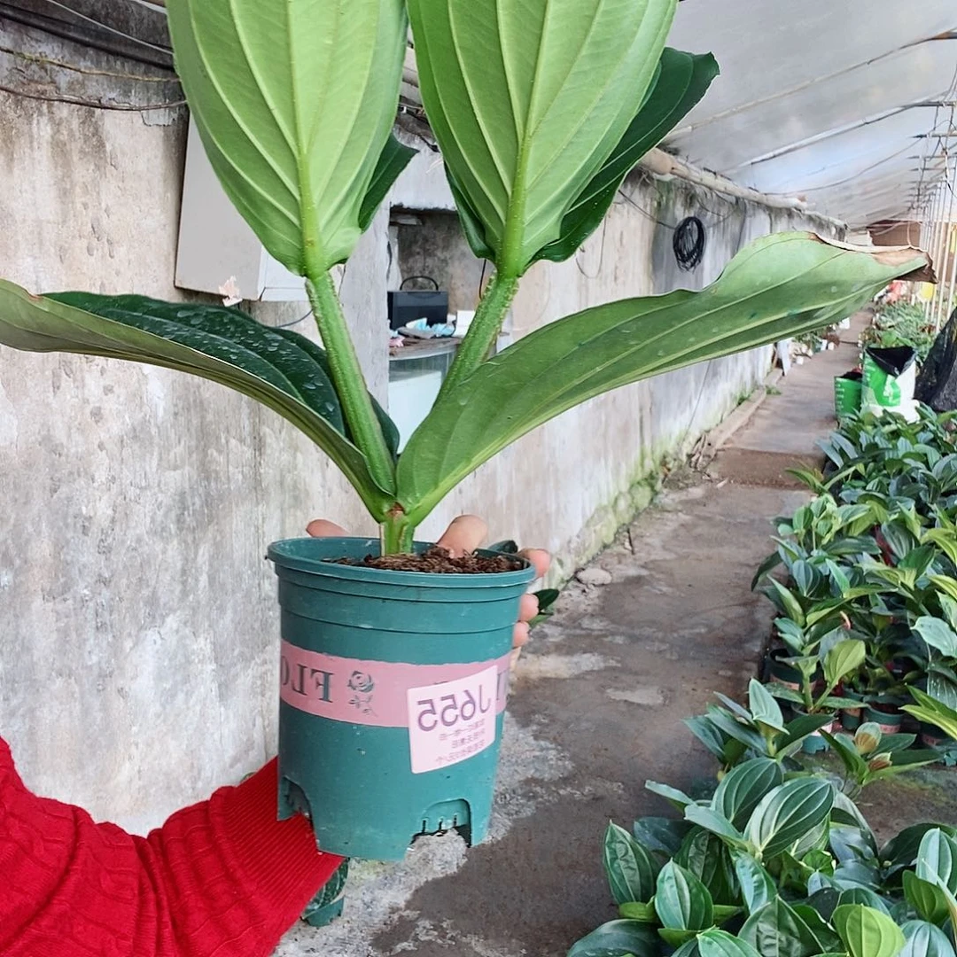 无花朵张*木本花卉655叶损