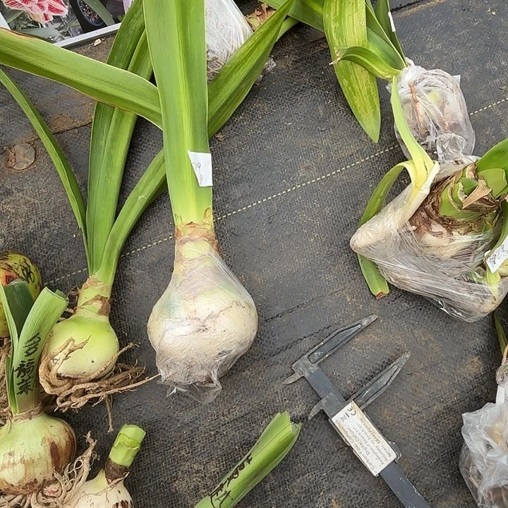 笑****芬樱桃妮芙8+带土2918现挖