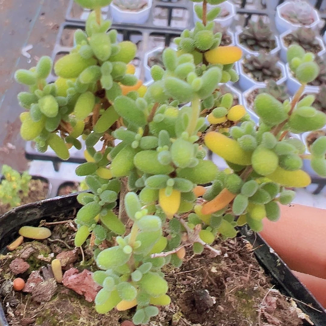 米粒枝干19包邮多肉