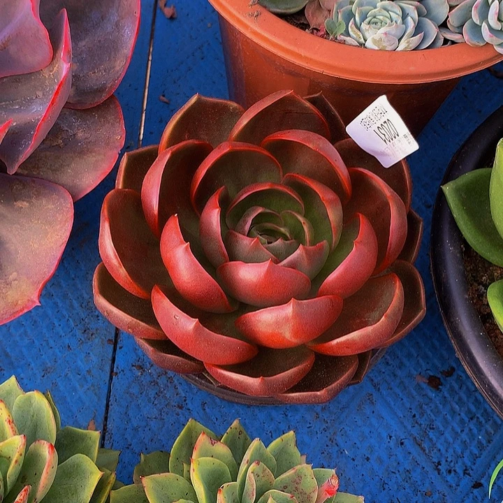 橘***皮    红灯多肉02031