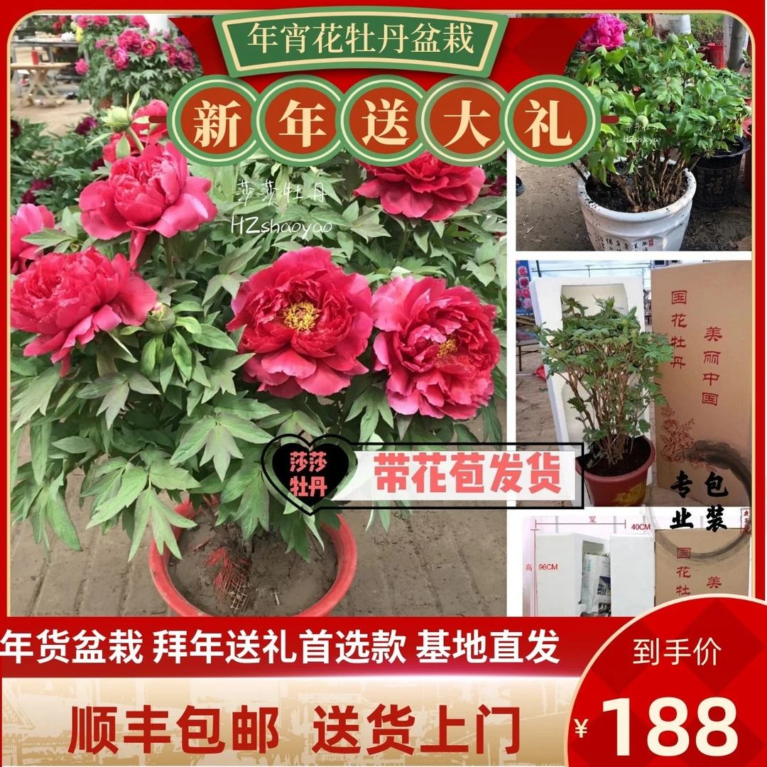 【年宵花牡丹盆栽】过年开花牡丹春节高档送礼带花苞发货 菏泽发