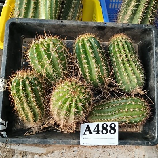 当前无花栽培后可以开花488
