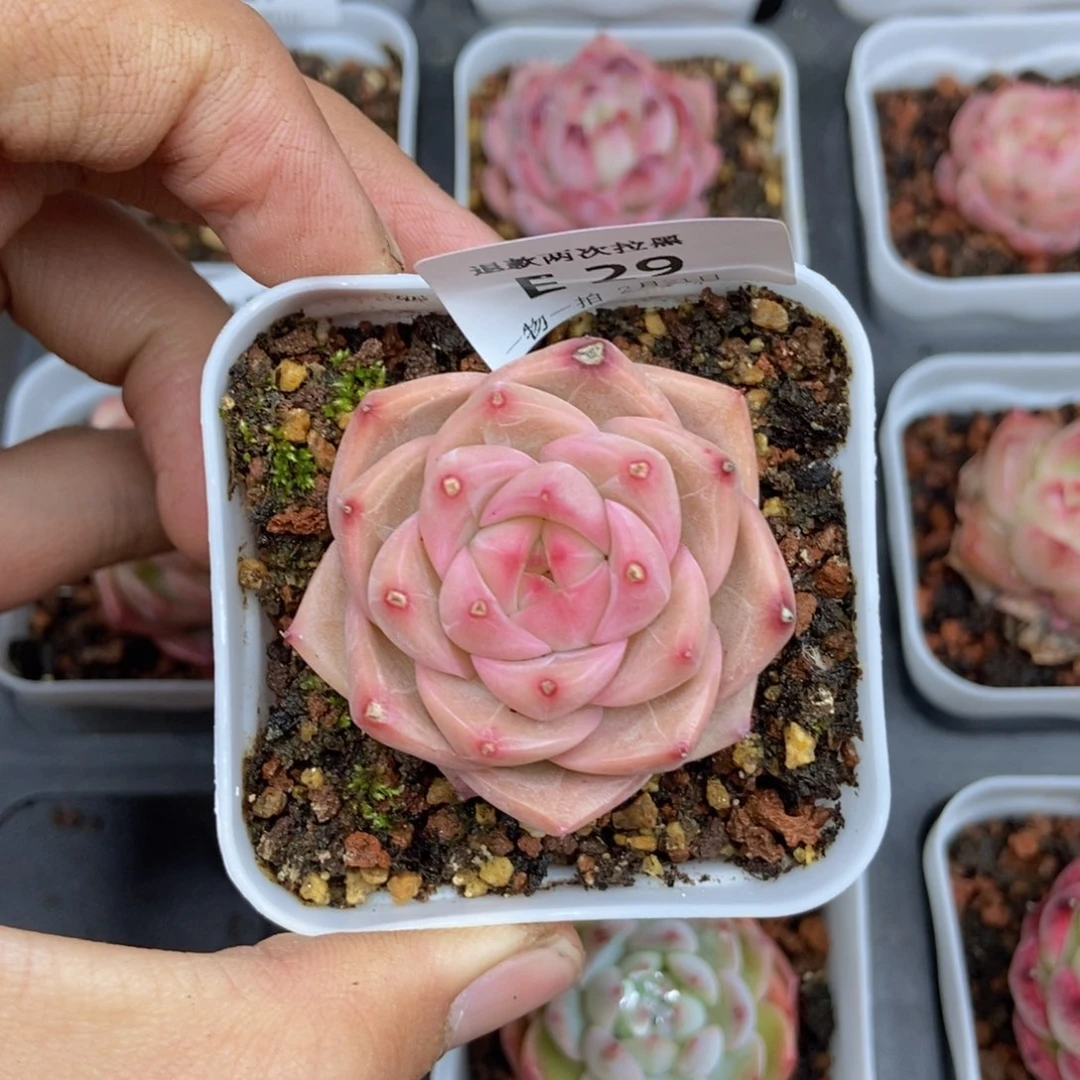 春泥家框拍链接E29