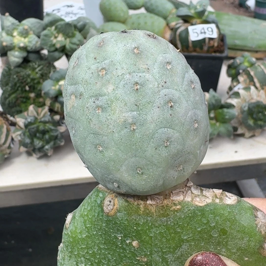 【闪购商品】无花朵大型龙蛋福利