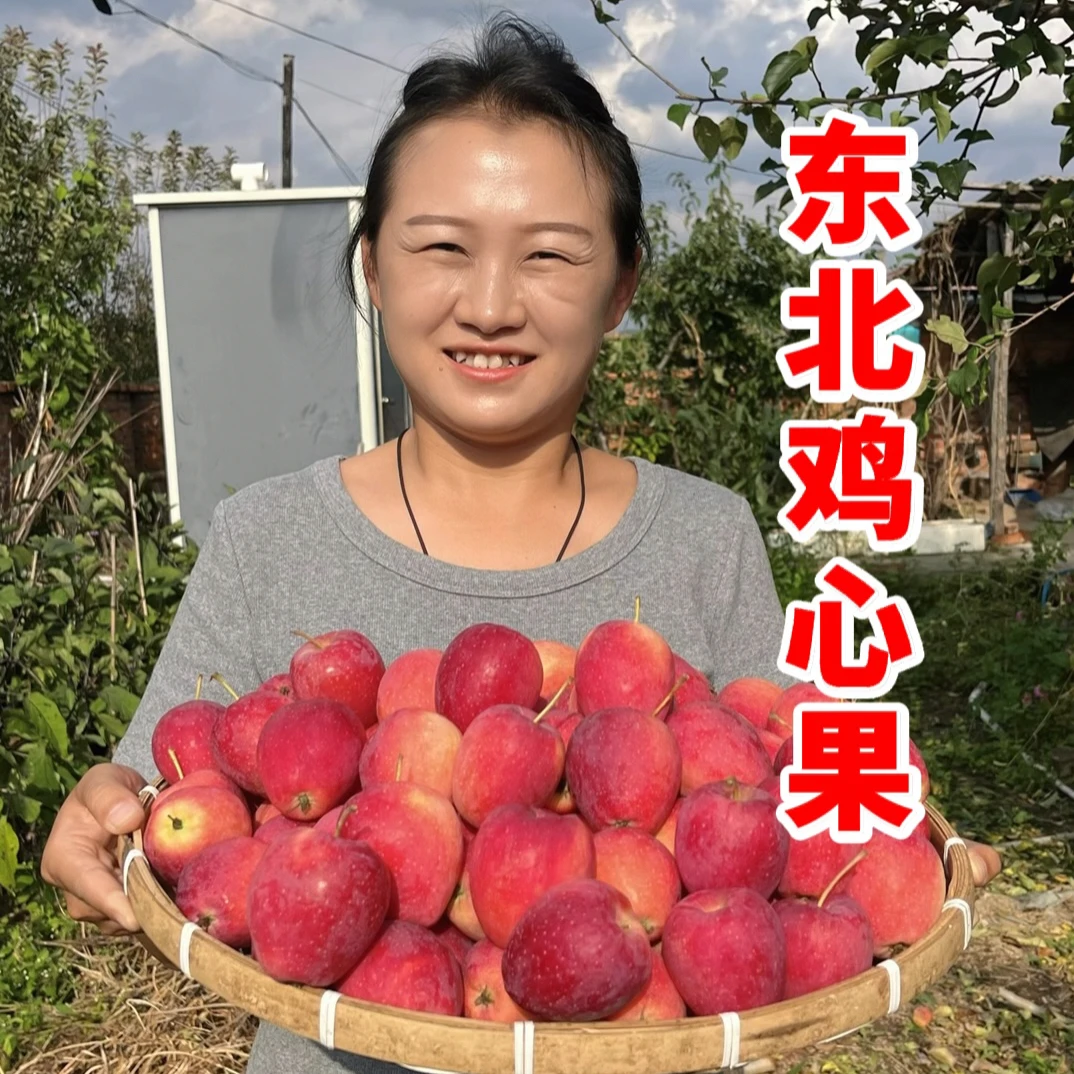 一凡家乡的东北特产鸡心果 脆甜多汁现摘现发