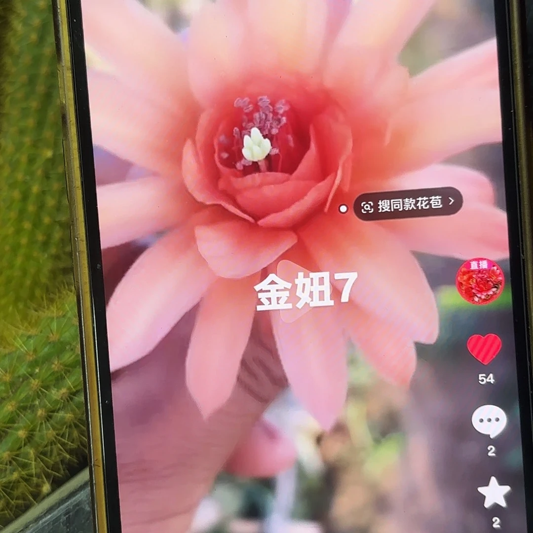 2颗金妞7号侧牙20包邮3