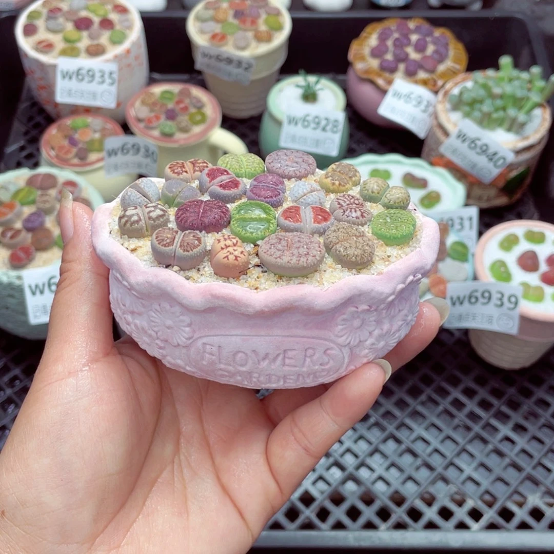 w6941 带盆土发货一物一拍