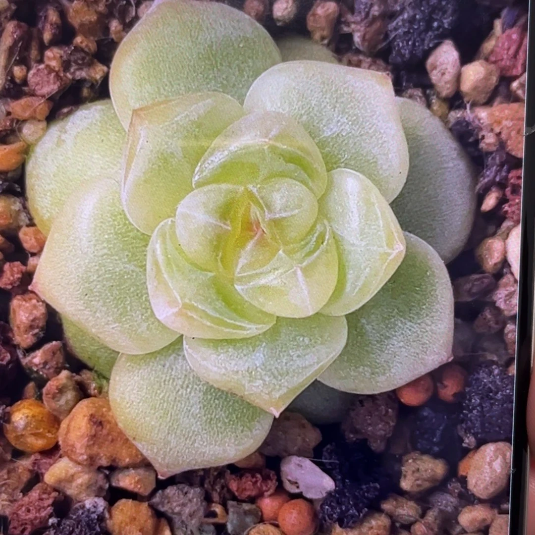 花朝20粒种子，圆胖透