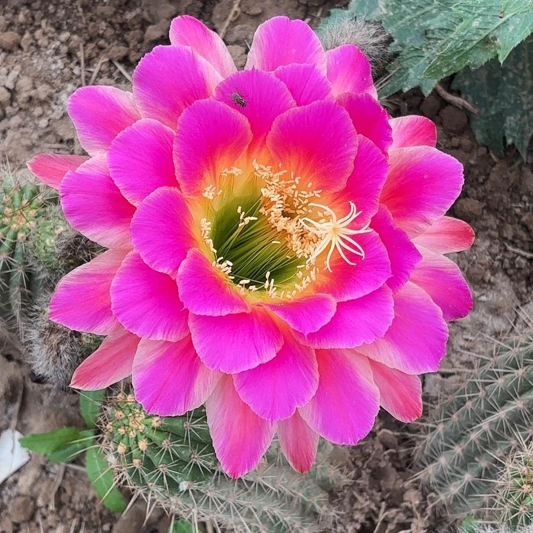 带根星火超越带根仙人球瑕疵