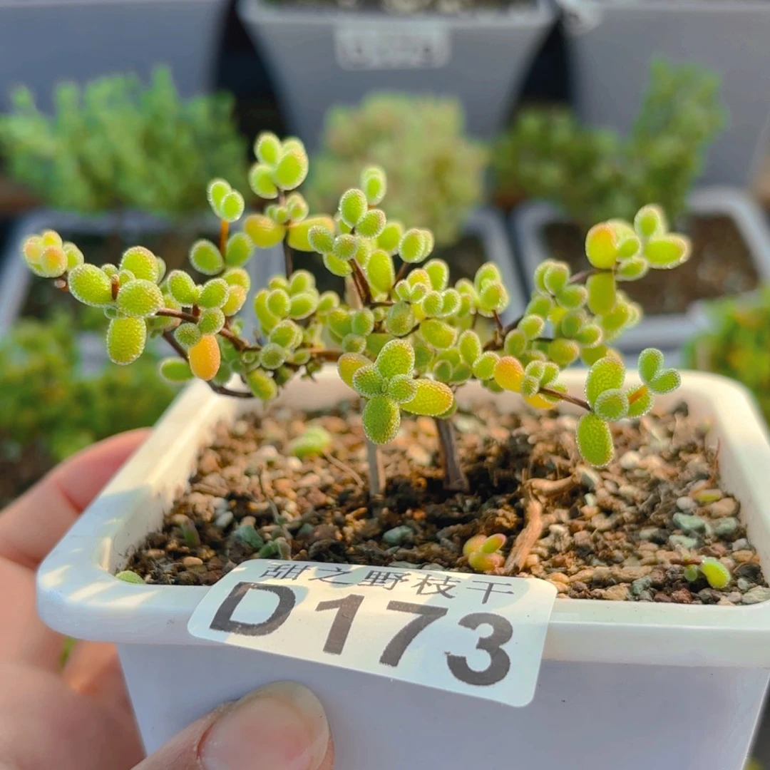 苍****?翡翠173。