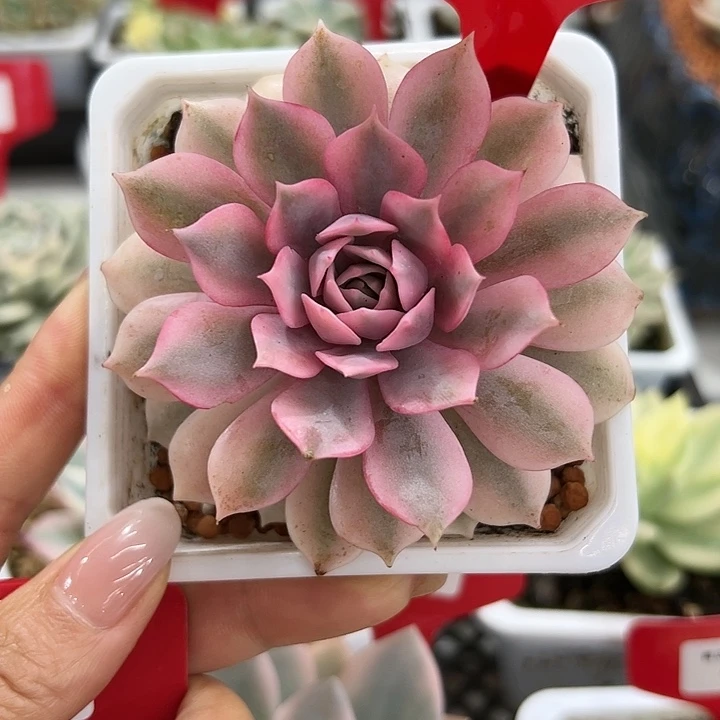 5013粉蝶锦8公分多肉